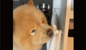 食後にふきふき！自分で口を拭くチャウチャウに反響「あらお利口さん！」「拭き方もかわいい」