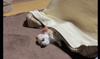 チワワ、こたつを初体験！ぐっすり満喫する姿に「もう、こたつのとりこ？」「また一匹コタツムリが生まれた」