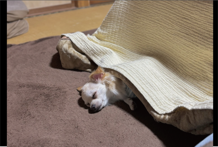 チワワ、こたつを初体験！ぐっすり満喫する姿に「もう、こたつのとりこ？」「また一匹コタツムリが生まれた」