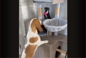 めいっぱい引っ張りすぎた？オモチャをくわえたイヌがスリングショットを放ったけれど・・【アメリカ・動画】