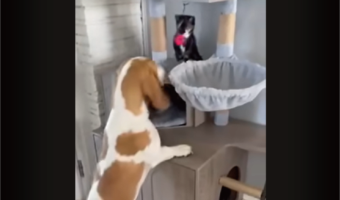 めいっぱい引っ張りすぎた?オモチャをくわえたイヌがスリングショットを放ったけれど・・【アメリカ・動画】