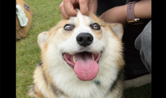 頭をカキカキしてもらって気持ちよさそう！破壊力抜群のコーギーの表情に「このお顔を引き出すとは凄腕だ」「かわいすぎてニヤける」
