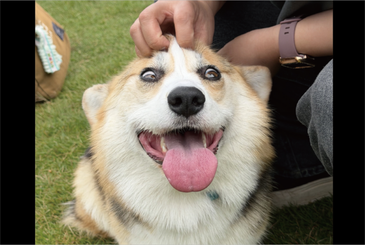 頭をカキカキしてもらって気持ちよさそう！破壊力抜群のコーギーの表情に「このお顔を引き出すとは凄腕だ」「かわいすぎてニヤける」