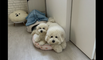 一緒のベッドで寝ようとするビションフリーゼたち。狭そうだけど仲良しすぎる姿に反響「離れたくないね～かわいい！」