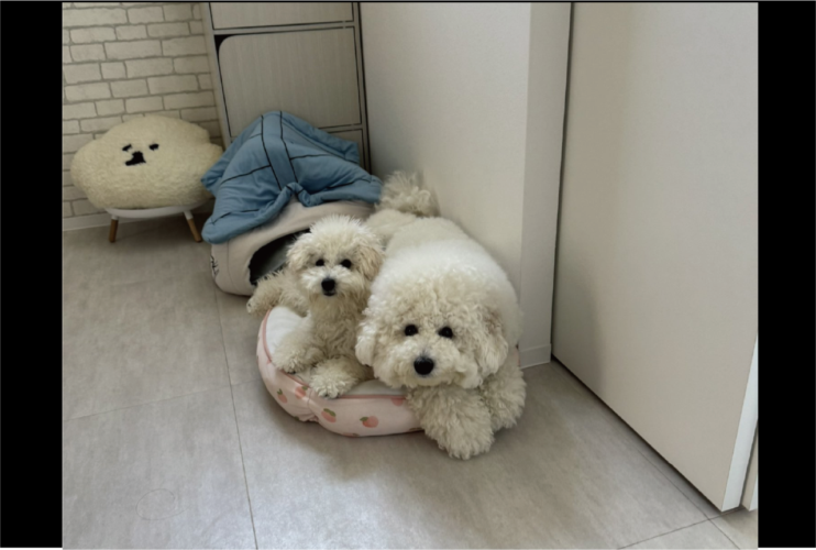 一緒のベッドで寝ようとするビションフリーゼたち。狭そうだけど仲良しすぎる姿に反響「離れたくないね～かわいい！」