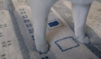 柴犬の足がふかふかのラグにちょっと埋まっている！？足元を捉えたかわいすぎる写真が話題に「保護色のラグ・・」「ラグと一体化してる感がすごい」