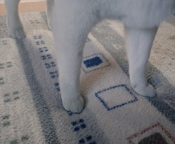 柴犬の足がふかふかのラグにちょっと埋まっている！？足元を捉えたかわいすぎる写真が話題に「保護色のラグ・・」「ラグと一体化してる感がすごい」