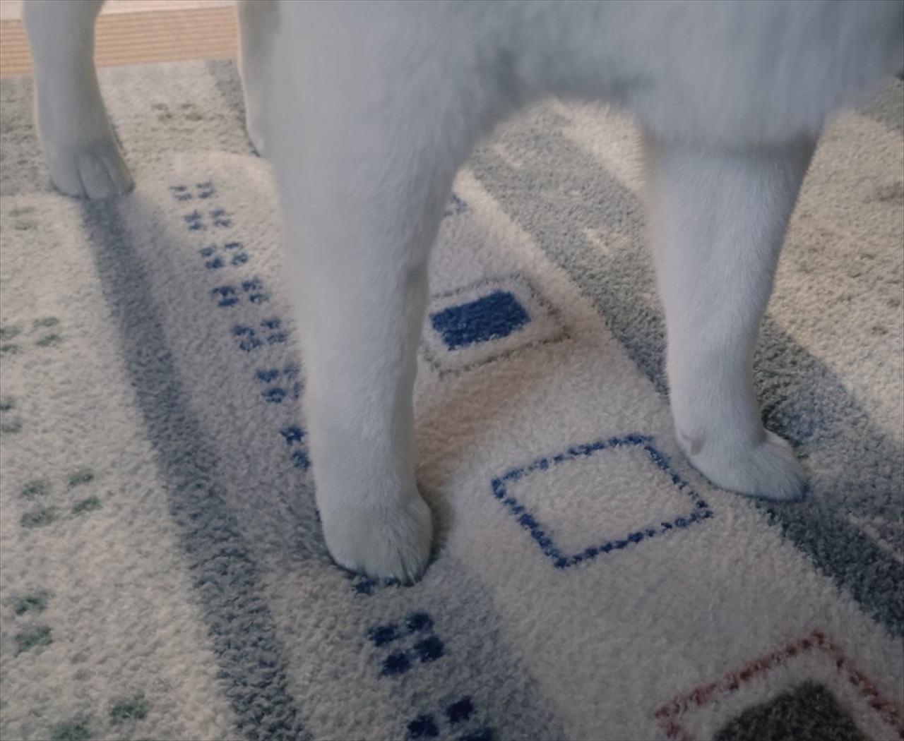 柴犬の足がふかふかのラグにちょっと埋まっている!?足元を捉えたかわいすぎる写真が話題に「保護色のラグ・・」「ラグと一体化してる感がすごい」