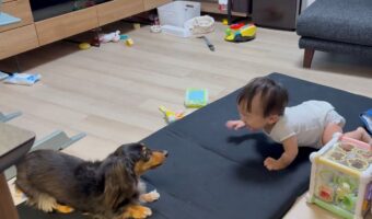 ダックスフンドからお誘いを受けて赤ちゃんがウッキウキでソファを降りた!楽しく遊ぶふたりの姿に「仲良しさん」「すべてが癒し」