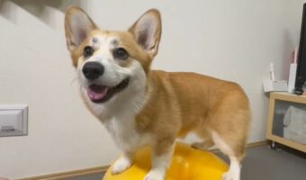 初めてのバランスボールに挑戦!乗りこなすコーギーがかわいい「バランス感覚いいんですね」「ガクガクおぼつかないのが、きゅんきゅん」