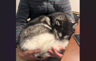 自分の体の大きさを理解していない？飼い主さんにだっこされて眠るハスキー犬が話題に「まだまだ子犬だワン」「かっこよさとのギャップが・・」