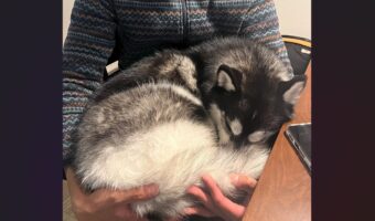 自分の体の大きさを理解していない？飼い主さんにだっこされて眠るハスキー犬が話題に「まだまだ子犬だワン」「かっこよさとのギャップが・・」