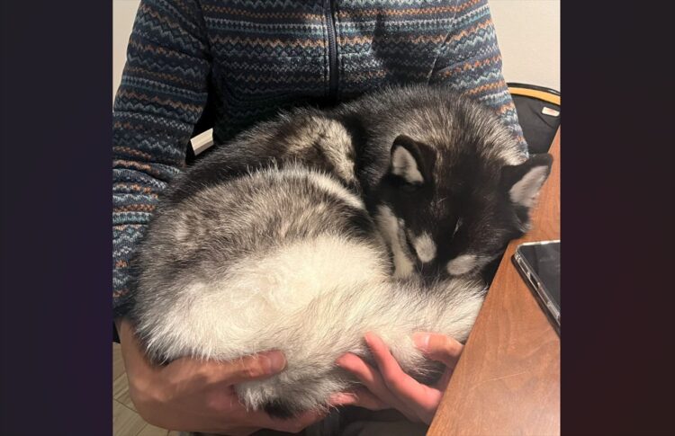 自分の体の大きさを理解していない？飼い主さんにだっこされて眠るハスキー犬が話題に「まだまだ子犬だワン」「かっこよさとのギャップが・・」