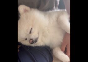 「ねえねえ」と寄って来たポメラニアン。最近判明したその行動の意図が愛おしい「かわいすぎるエピソード」