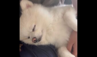 「ねえねえ」と寄って来たポメラニアン。最近判明したその行動の意図が愛おしい「かわいすぎるエピソード」