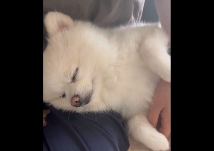 「ねえねえ」と寄って来たポメラニアン。最近判明したその行動の意図が愛おしい「かわいすぎるエピソード」