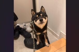 玄関から上がってこない豆柴。上がるのは足を拭いからとルールを守る姿に「お利口さんですね！」「あんよが半分なのが、とてもかわいい」