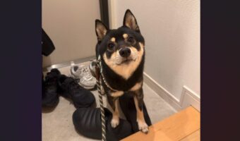 玄関から上がってこない豆柴。上がるのは足を拭いからとルールを守る姿に「お利口さんですね!」「あんよが半分なのが、とてもかわいい」