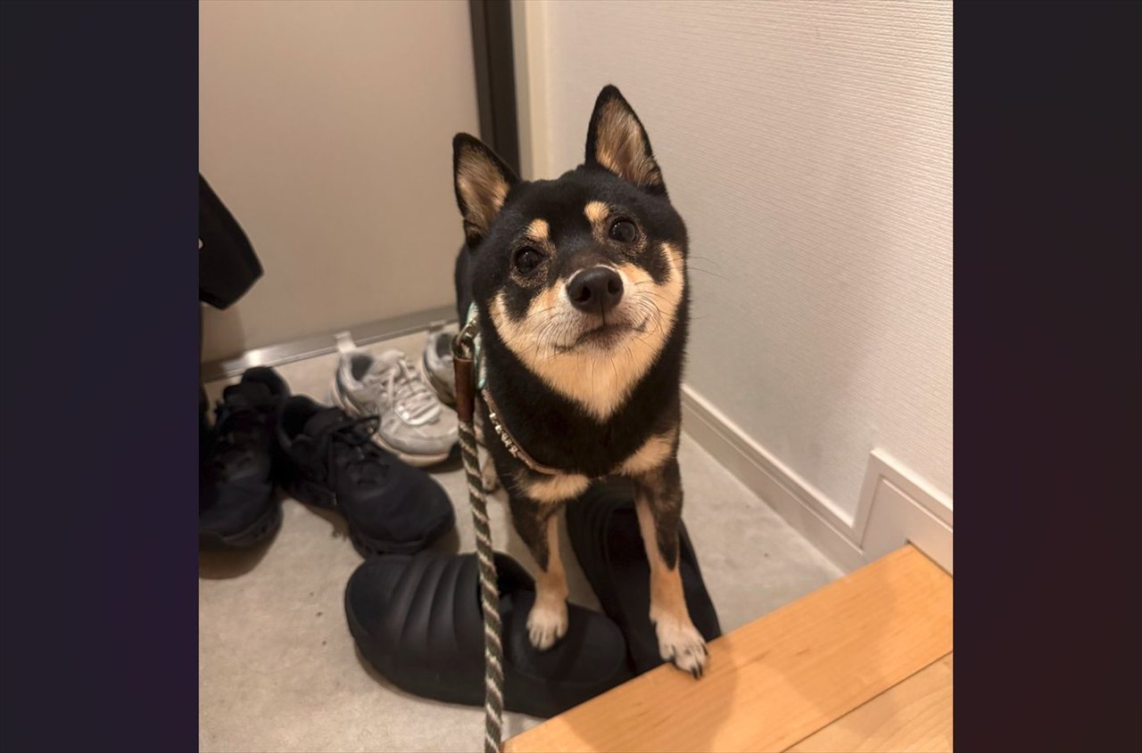 玄関から上がってこない豆柴。上がるのは足を拭いからとルールを守る姿に「お利口さんですね!」「あんよが半分なのが、とてもかわいい」