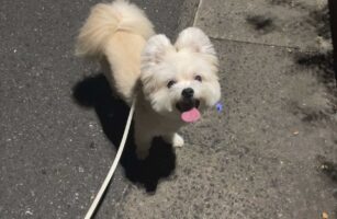 口元に花を飾り付けたマルポメ。かわいくてファンシーすぎるその姿に反響「お花を見てほしいそうな笑顔が眩しい」「かわいすぎる！」