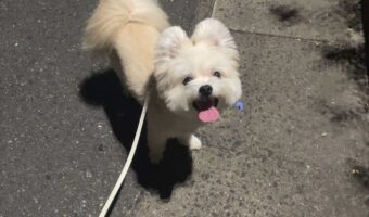 口元に花を飾り付けたマルポメ。かわいくてファンシーすぎるその姿に反響「お花を見てほしいそうな笑顔が眩しい」「かわいすぎる!」