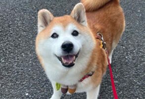 表情が豊かな柴犬。おさんぽから「帰るよっ」と「もう少し行くか！」の言葉に対するリアクションの違いに反響