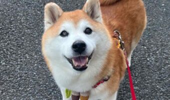 表情が豊かな柴犬。おさんぽから「帰るよっ」と「もう少し行くか!」の言葉に対するリアクションの違いに反響