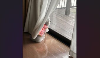 窓辺に佇むトイプードル。飼い主さんの帰りを待ち続ける姿に「胸がきゅーんとなります」「健気でどうしようもないです」