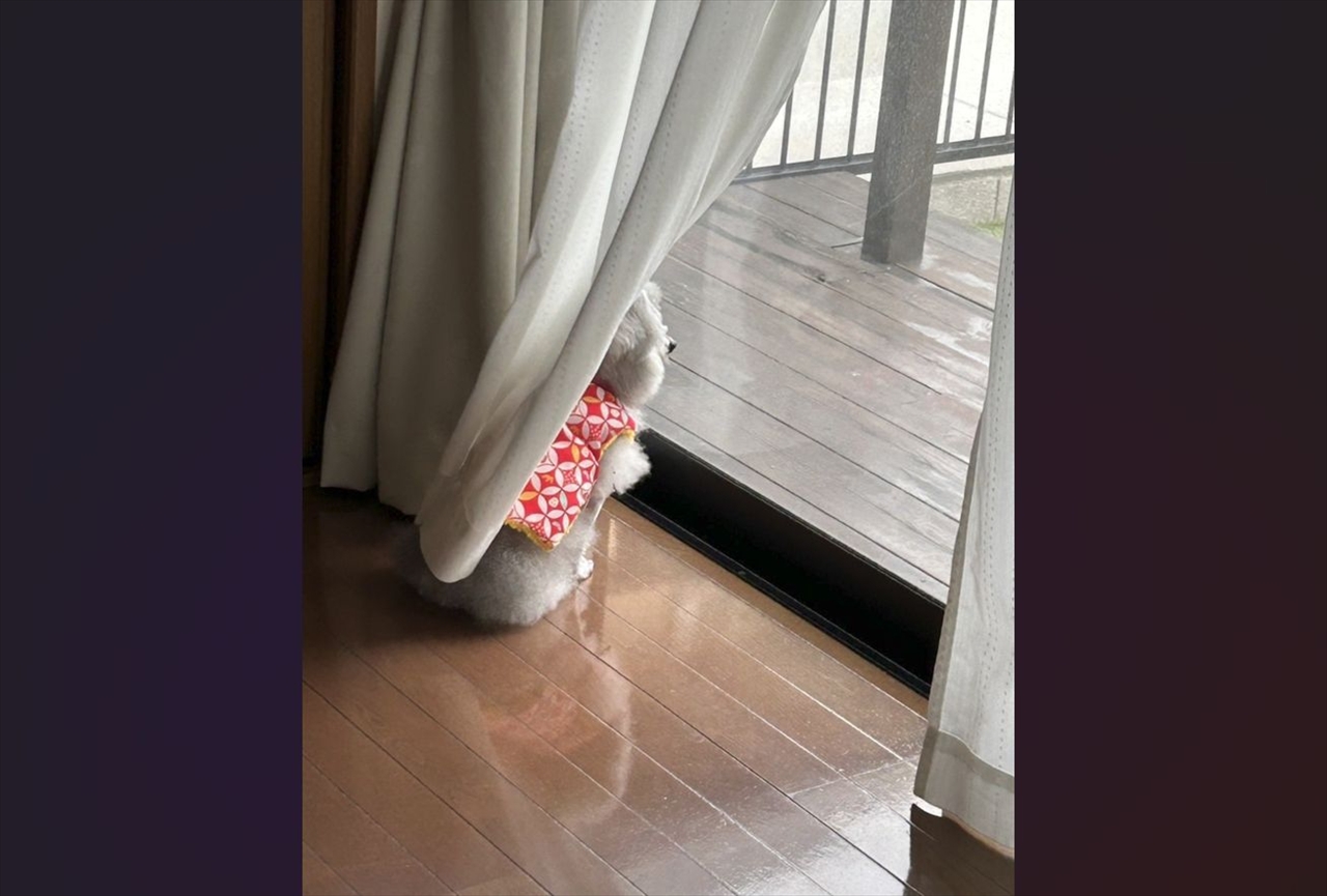窓辺に佇むトイプードル。飼い主さんの帰りを待ち続ける姿に「胸がきゅーんとなります」「健気でどうしようもないです」