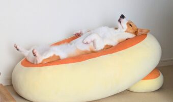 大きなクッションに横になっているコーギー。くつろぎご飯待つ姿に反響「クッションと一体化してますね」「めっちゃビーチ感」