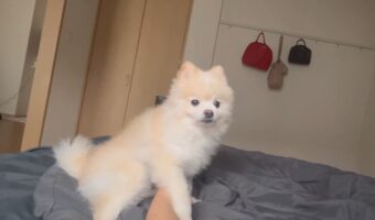 起きると愛犬が手を握ってくれる朝。幸せな起床の光景が話題に「毎朝しあわせですね」「どんな良い事をしたの?」
