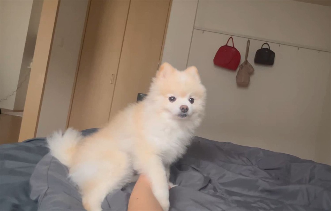 起きると愛犬が手を握ってくれる朝。幸せな起床の光景が話題に「毎朝しあわせですね」「どんな良い事をしたの?」