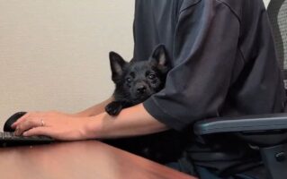 飼い主さんが仕事中でもずっと一緒！飼い主さんの腕の中に収まり甘えるスキッパーキがかわいすぎると話題に