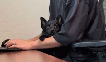 飼い主さんが仕事中でもずっと一緒!飼い主さんの腕の中に収まり甘えるスキッパーキがかわいすぎると話題に