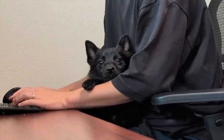 飼い主さんが仕事中でもずっと一緒！飼い主さんの腕の中に収まり甘えるスキッパーキがかわいすぎると話題に