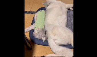 トイプードルと同じマットで寝たいハスキー犬。だけど自分の体の大きさに気付いていない!?ふたりのやり取りが話題に「気持ちは子犬のままなのかな」