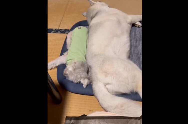 トイプードルと同じマットで寝たいハスキー犬。だけど自分の体の大きさに気付いていない！？ふたりのやり取りが話題に「気持ちは子犬のままなのかな」