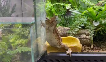 飼い主さんを呼ぶカエル。手招きするかわいい姿が話題に「呼ばれたらうれしいですね」「かわいすぎる！」