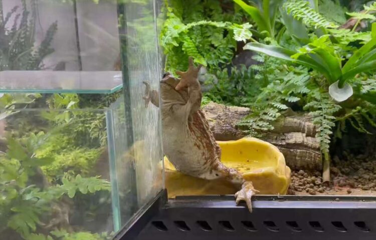 飼い主さんを呼ぶカエル。手招きするかわいい姿が話題に「呼ばれたらうれしいですね」「かわいすぎる！」