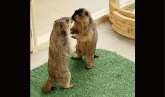 マーモットの子供たちがとっくみあい！？白熱のわちゃわちゃケンカごっこに「かわいいが渋滞してる」「虚無顔のまま突っ立ってる子も好き」