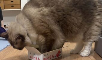 それは無謀な挑戦か？ネコが体よりよほど小さな箱に入ろうと挑戦！「さすがに足だけだよね？」「チャレンジャー！」