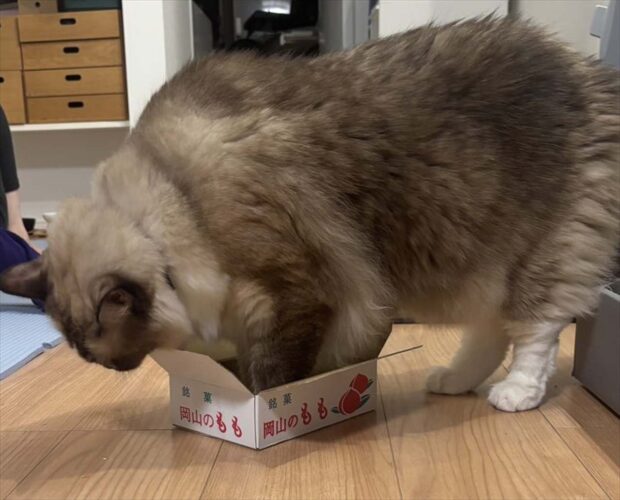 それは無謀な挑戦か？ネコが体よりよほど小さな箱に入ろうと挑戦！「さすがに足だけだよね？」「チャレンジャー！」