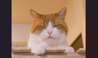 腹モフのハミモフがスゴい！？とろけるようなネコに「めっちゃ触りたい、もふりたい」「温めた餅が溶けてはみ出た」