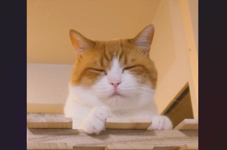 腹モフのハミモフがスゴい！？とろけるようなネコに「めっちゃ触りたい、もふりたい」「温めた餅が溶けてはみ出た」