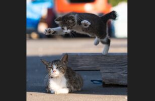 ネコのプロレス！？フライングボディアタックが炸裂する瞬間を捉えた写真が話題に「後ろ！後ろぉ！の声が聞こえてくる」「このあとの続きがみたい」