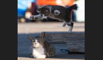 ネコのプロレス!?フライングボディアタックが炸裂する瞬間を捉えた写真が話題に「後ろ!後ろぉ!の声が聞こえてくる」「このあとの続きがみたい」