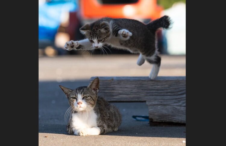 ネコのプロレス！？フライングボディアタックが炸裂する瞬間を捉えた写真が話題に「後ろ！後ろぉ！の声が聞こえてくる」「このあとの続きがみたい」