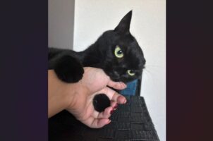 飼い主さんの手をかぷっ！噛みつくネコの口元がかわいすぎると話題に「これでも至って真剣なのがかわいい」「かわいくて尊すぎる」