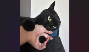 飼い主さんの手をかぷっ!噛みつくネコの口元がかわいすぎると話題に「これでも至って真剣なのがかわいい」「かわいくて尊すぎる」