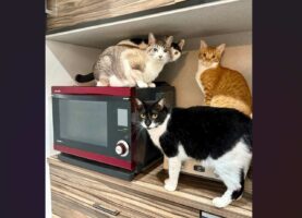 中に唐揚げがある事に気付いた！？レンジの周りに集まるネコたちが話題に「においでバレてますね」「猫ホイホイすぎて面白い」
